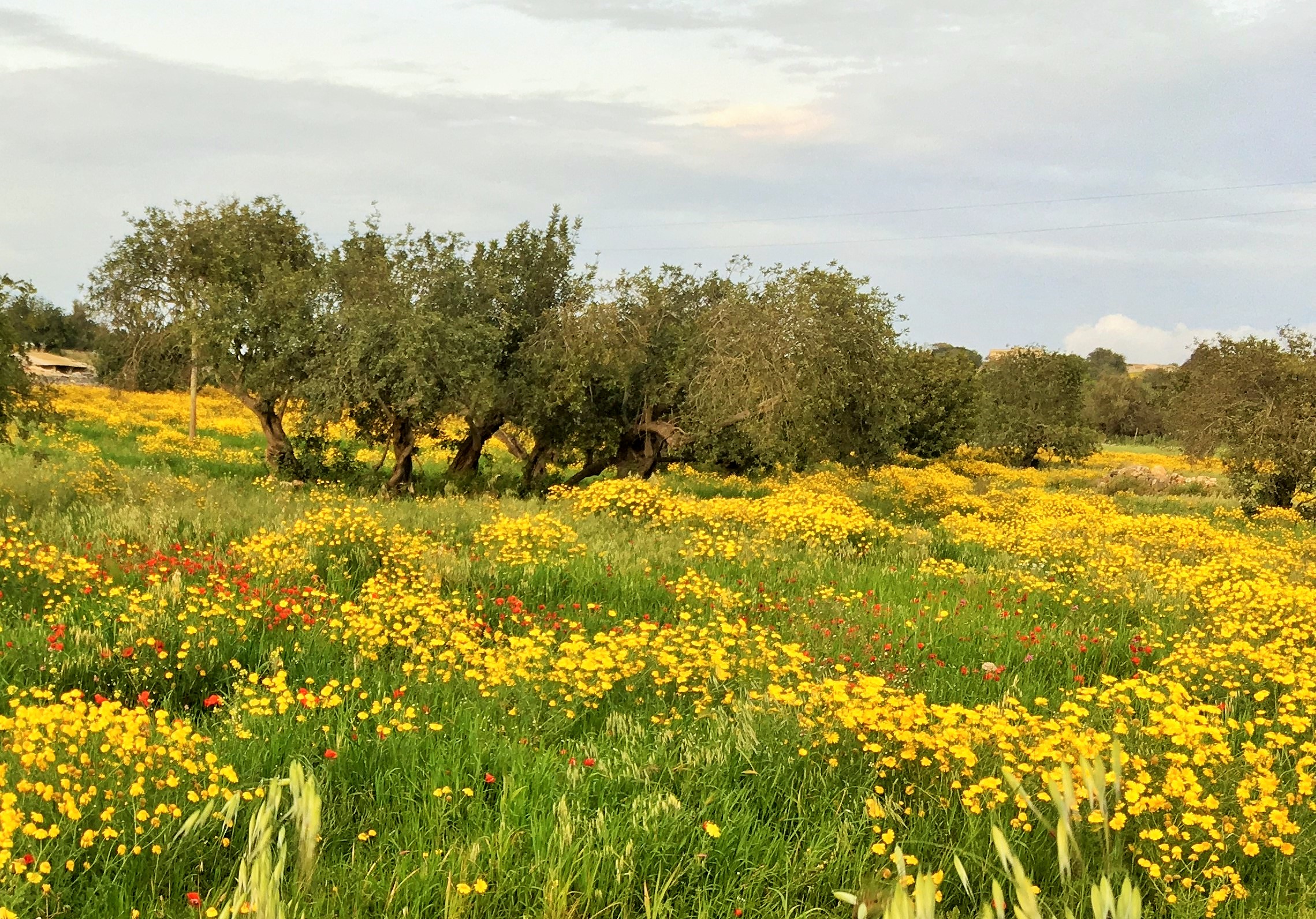 olive groves near Modica wild flowers of Sicily