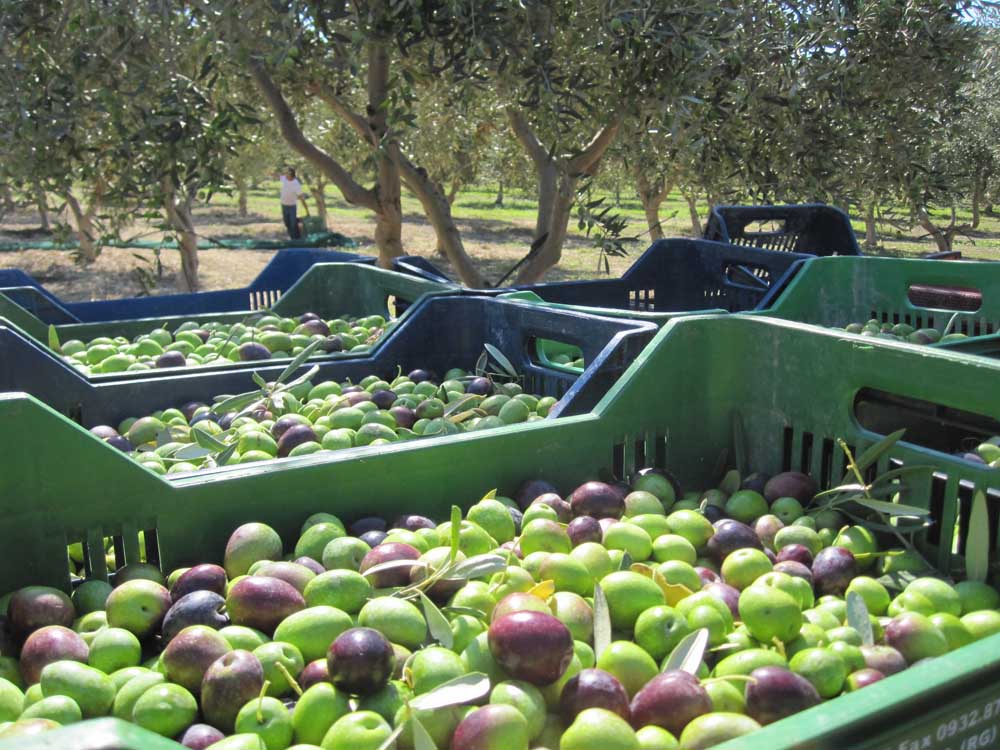 cases of olives in Sicily olive grove