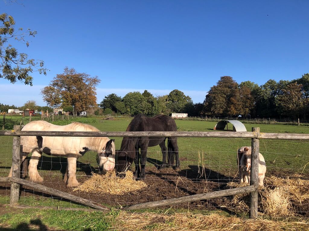 ponies in a field next to a fence