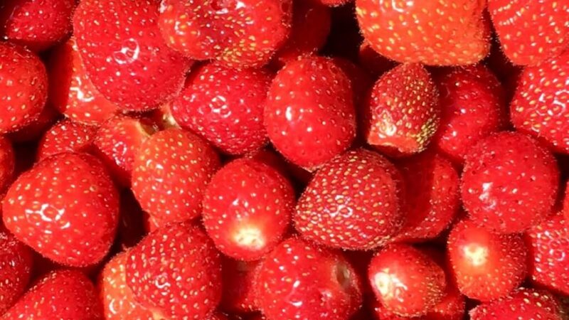 Strawberry picking in Hertfordshire: the best PYO farms